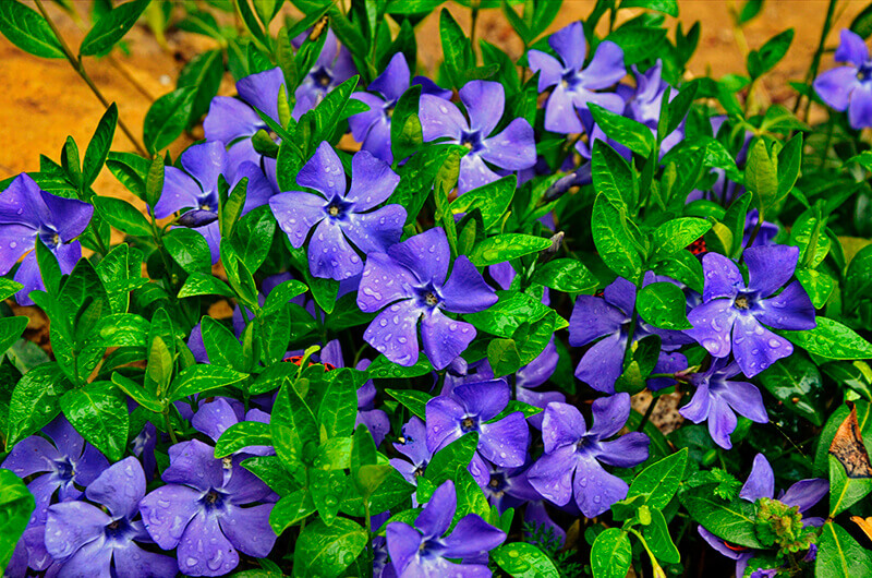 Vinca Minor