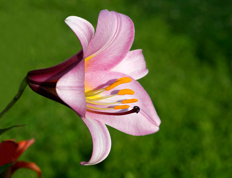 Lilium Pink Perfection Group