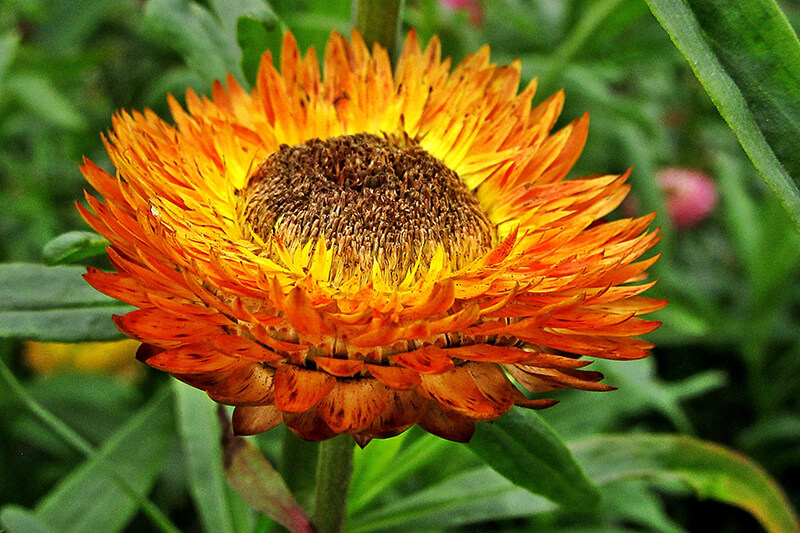 Strawflower