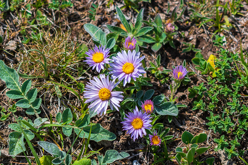 Showy Townsend Daisy