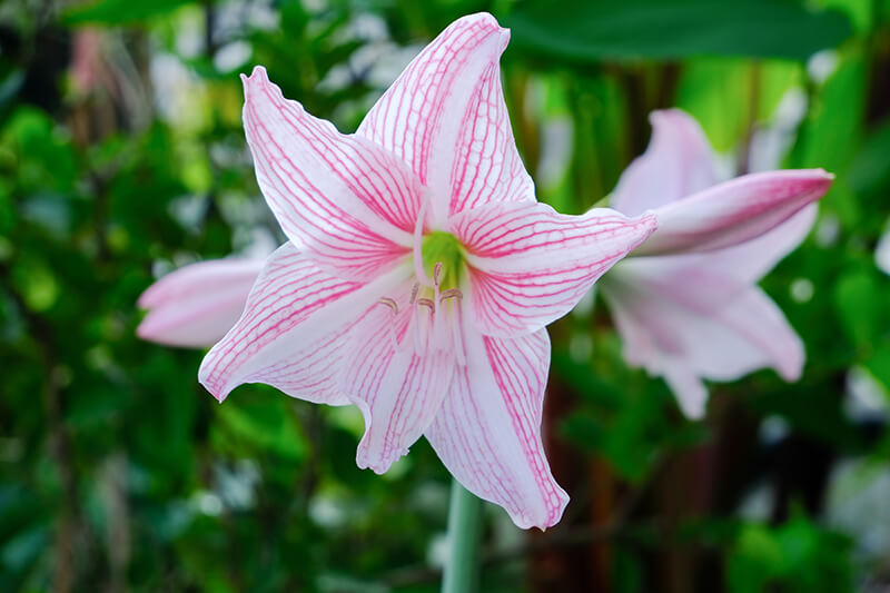 Bright Star Lily