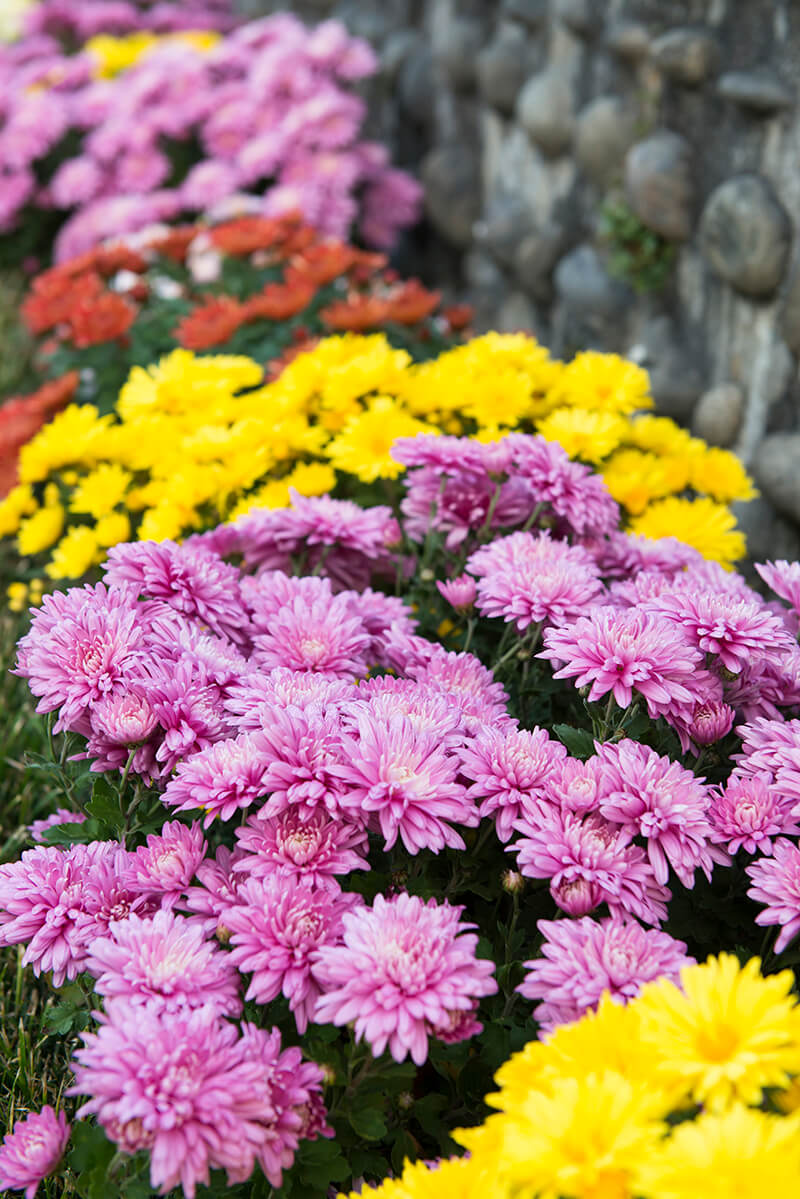 Chrysanthemum