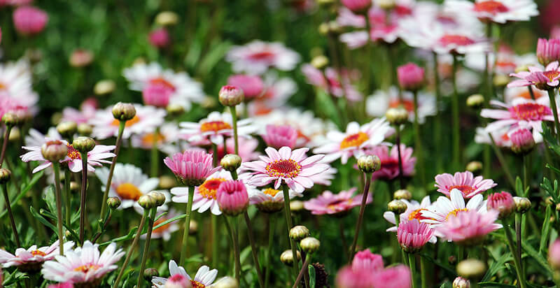 Marguerite Golden Butterfly