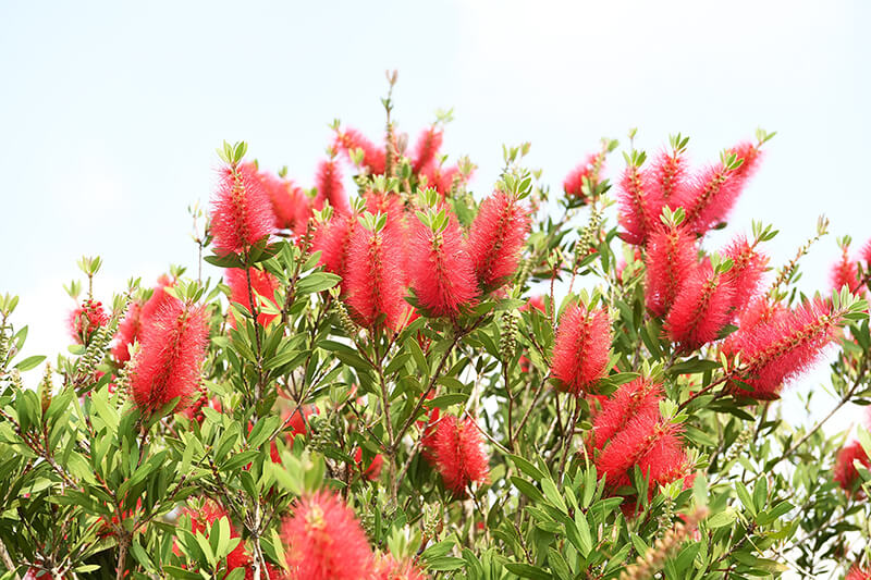 Stiff Bottlebrush