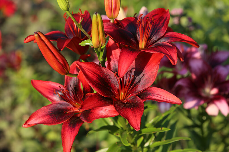 Lilium Forza Red