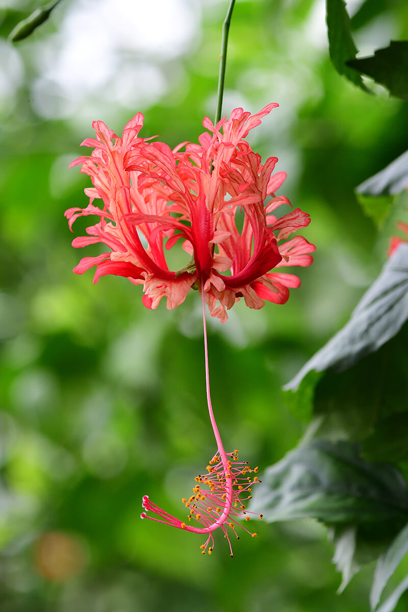 Fringed Rosemallow