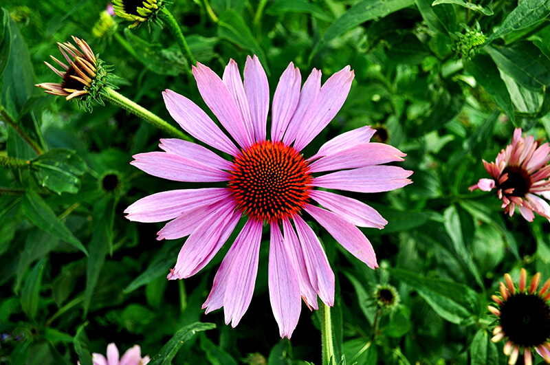 Coneflower PowWow Wild Berry