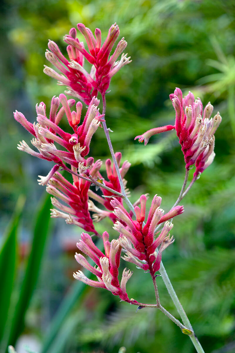 Tall Kangaroo Paw