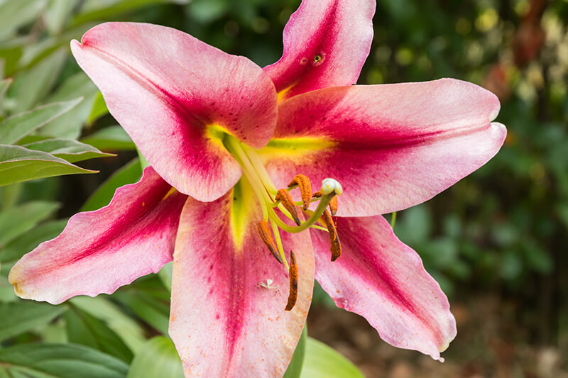 Lilium Scheherazade