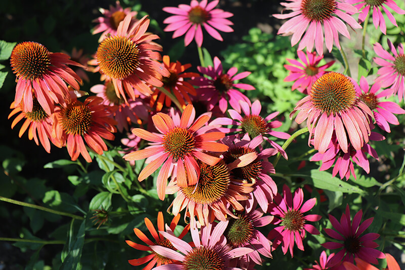 Cheyenne Spirit Coneflower