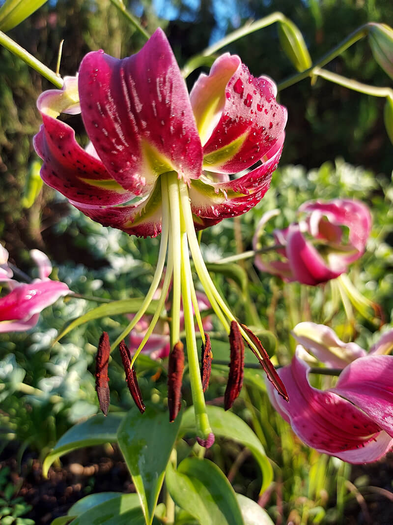 Lilium Black Beauty