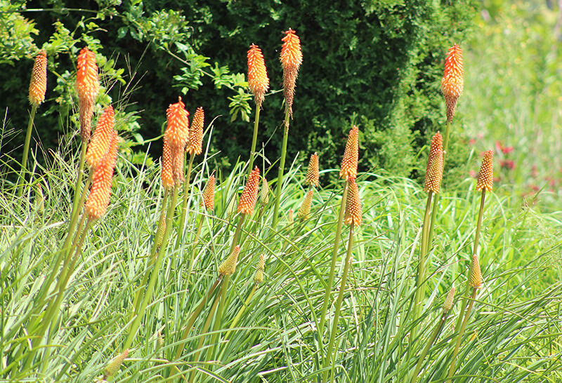 Red Hot Poker