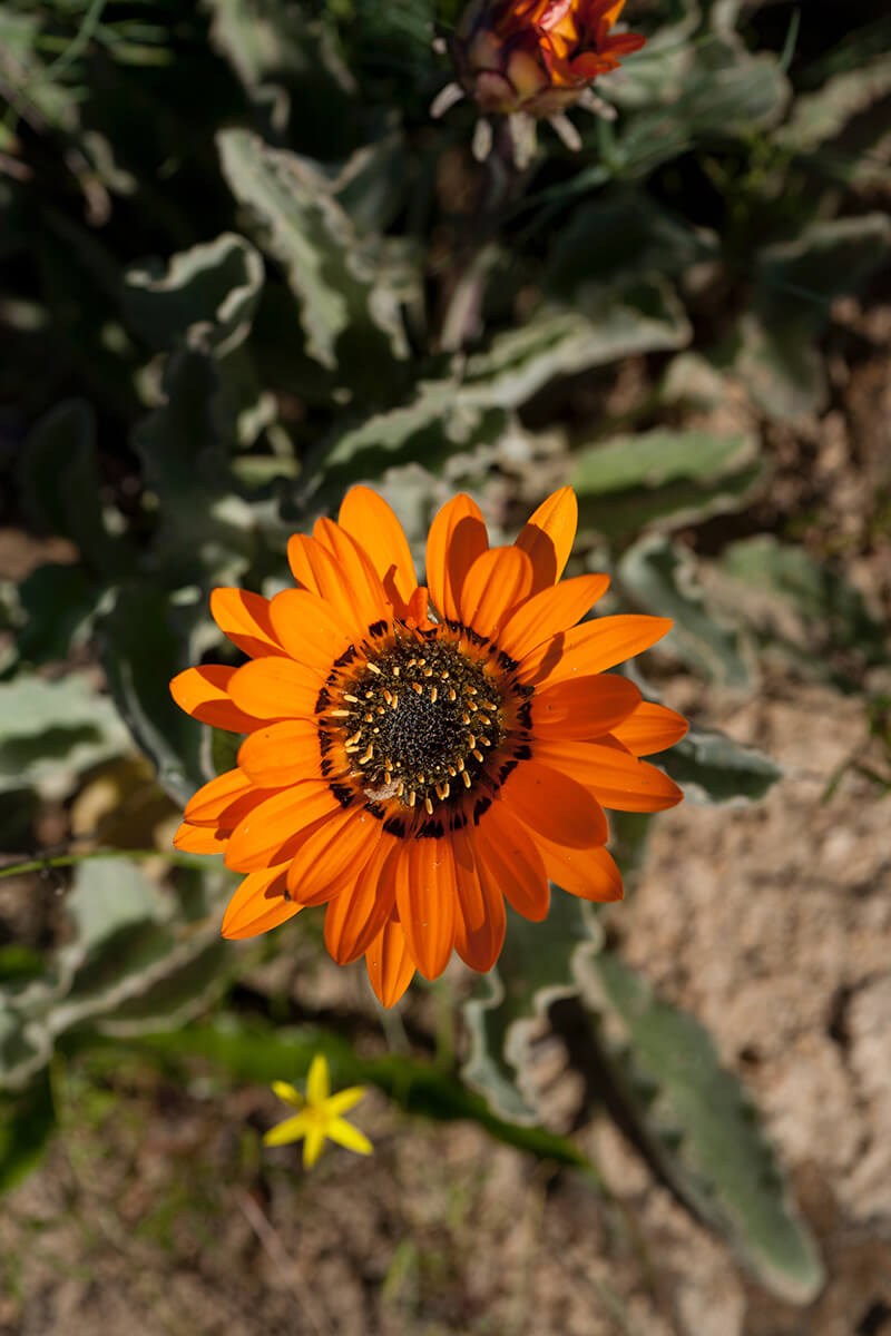 Monarch-of-the-Veld