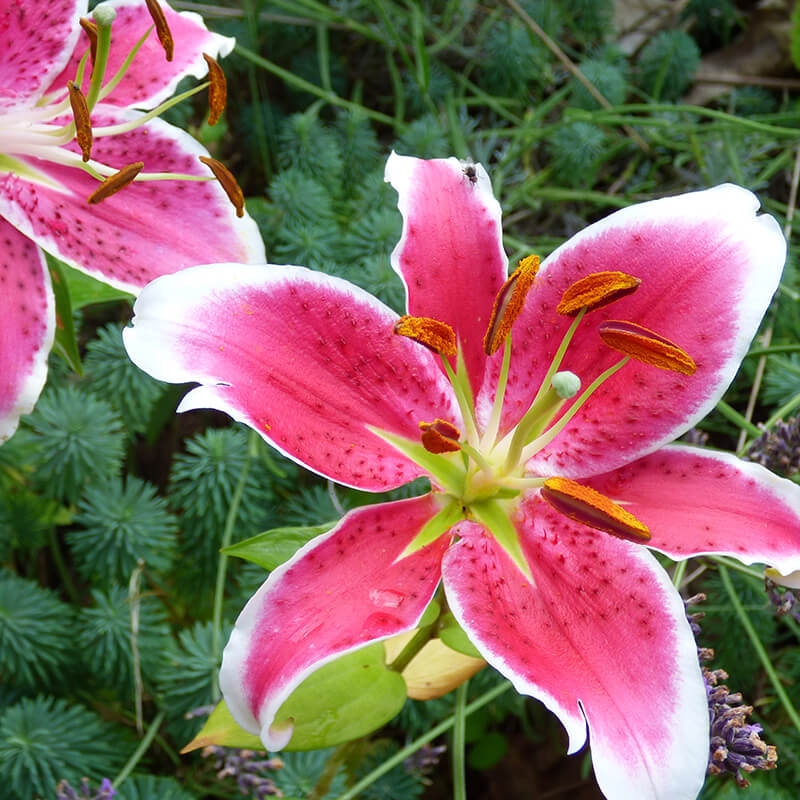 Oriental Lily Acapulco