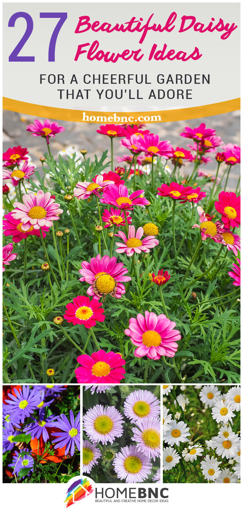 Daisy Flowers