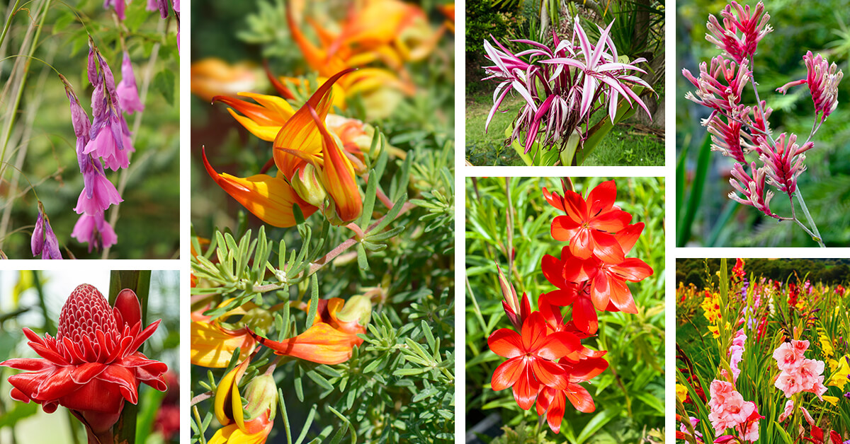 Featured image for 27 Exotic Flowers to Plant for a Garden that Feels Like a Tropical Paradise