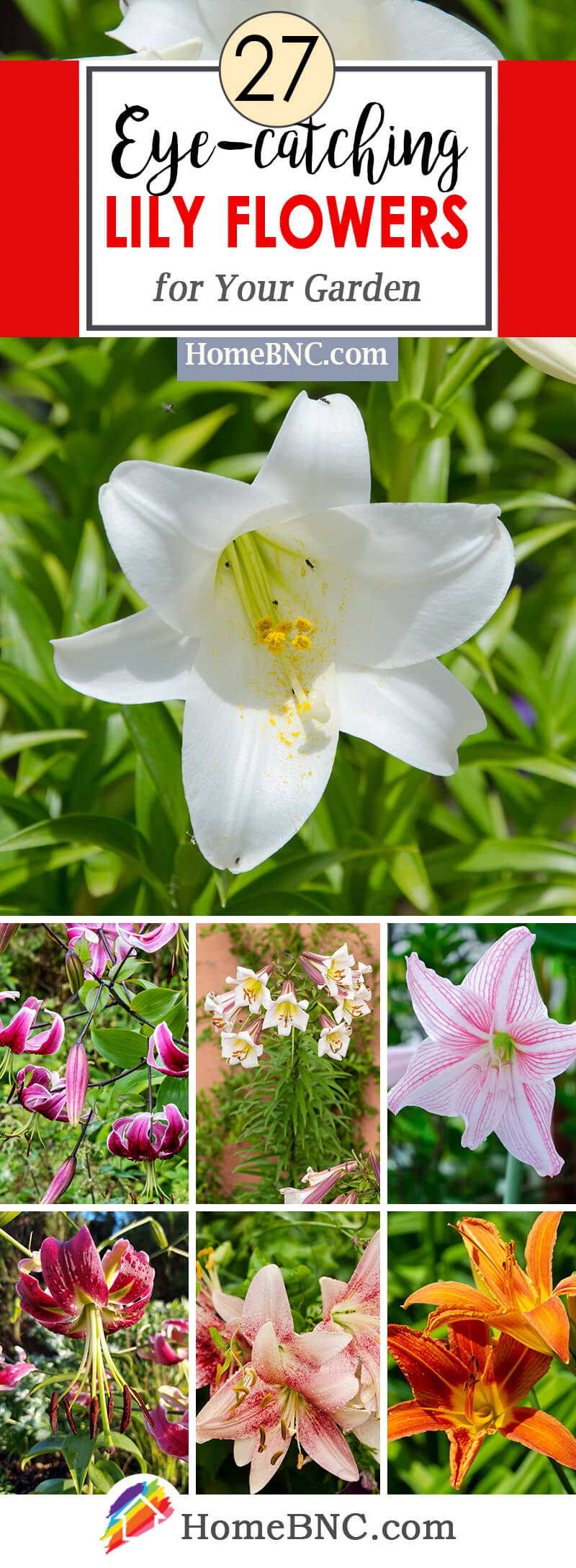 Lily Flowers