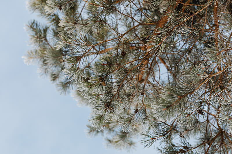 The Ponderosa Pine Trees