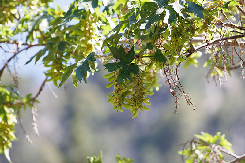 Shade Tree: Big Leaf Maple