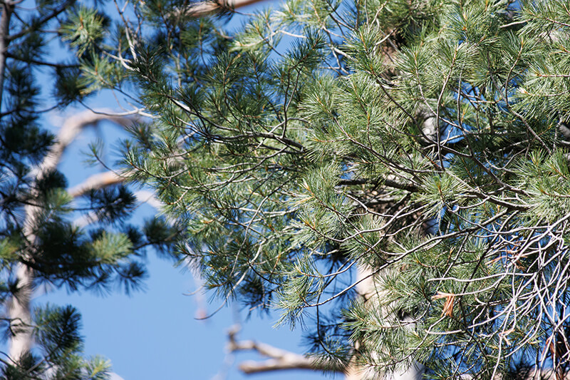 The Sugar Pine Evergreen Trees, Pine Trees