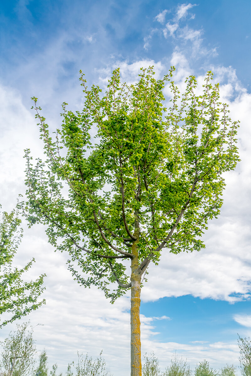 Hedge Maple, Field Maple