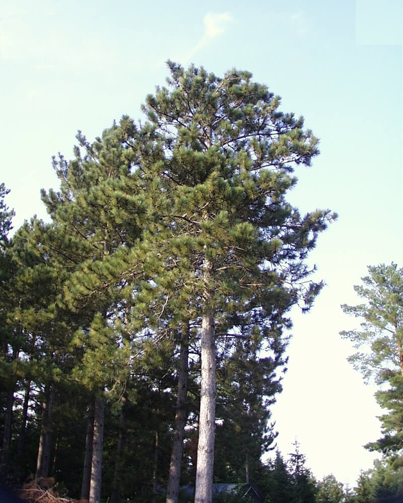 The Red Pine Evergreen Trees, Pine Trees