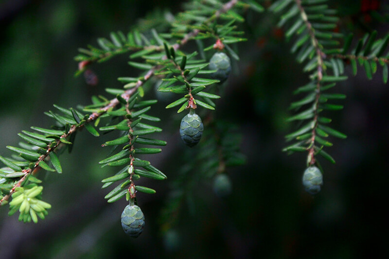 Eastern Hemlock Evergreen Trees from United States