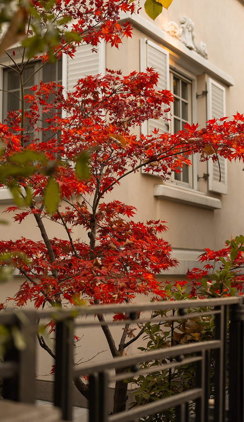 Japanese Maple Acer