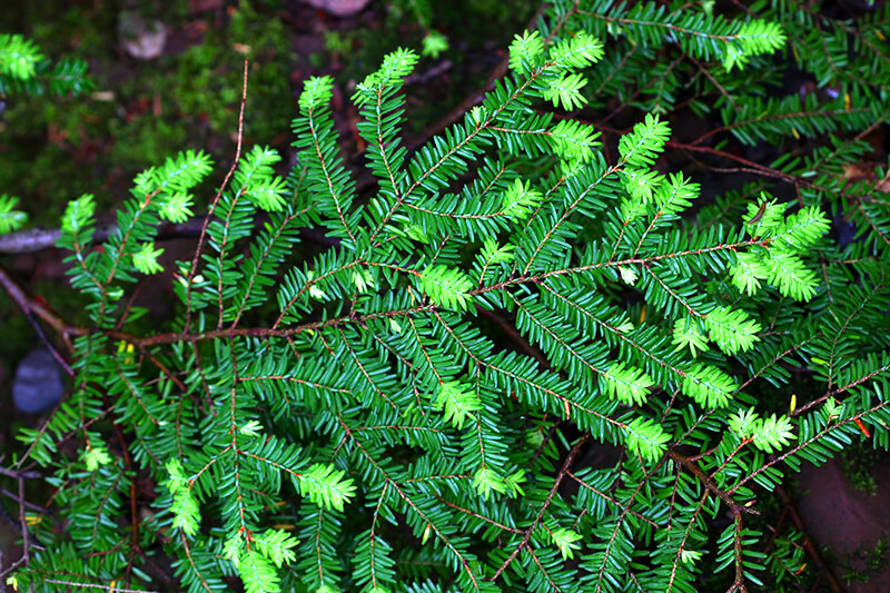 Western Hemlock Evergreen Trees