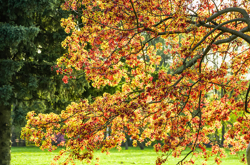 Norway Maple