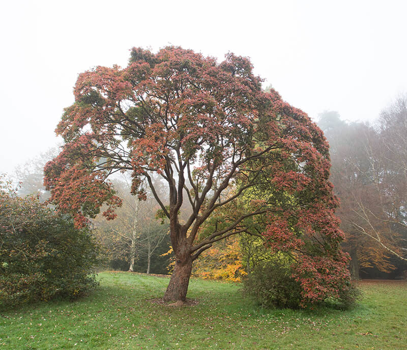 Paperbark Maple