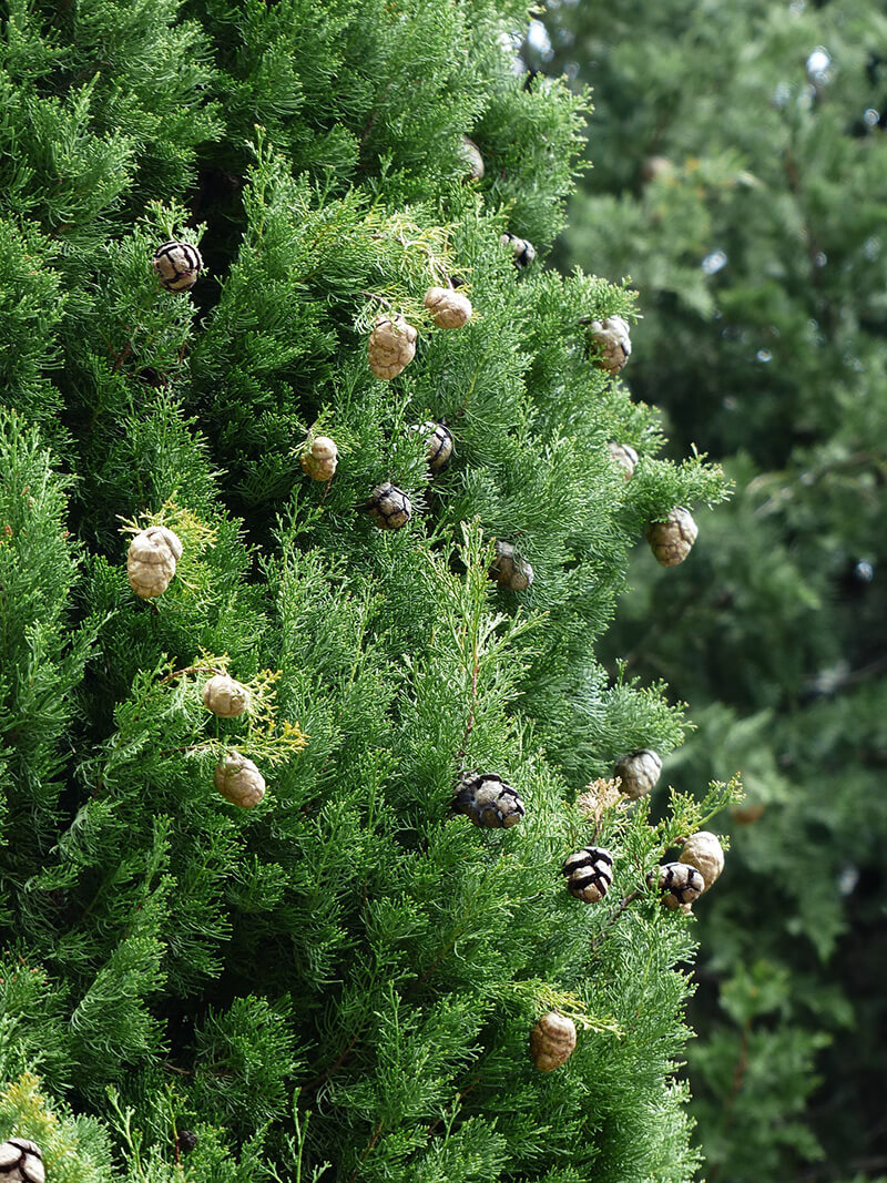 The Mediterranean Cypress Evergreen Trees from United States