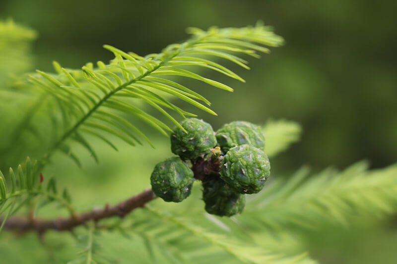 The Bald Cypress Evergreen Trees from United States