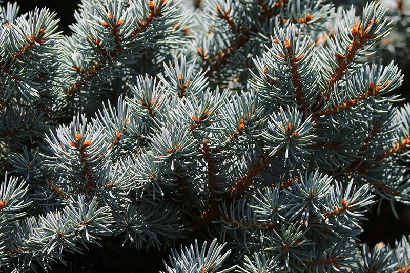 The White Fir Evergreen Trees