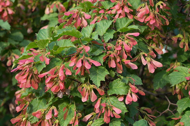 Tatarian Maple, Shade Trees, Maple Acer