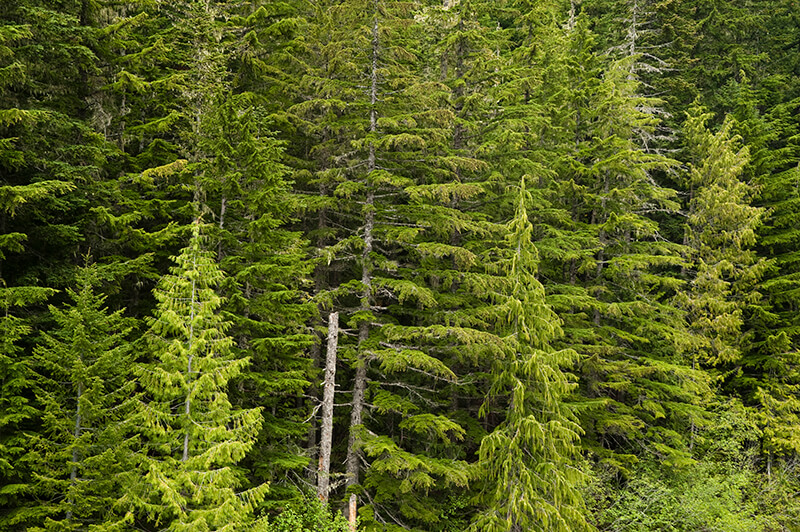 The Douglas Fir Evergreen Trees