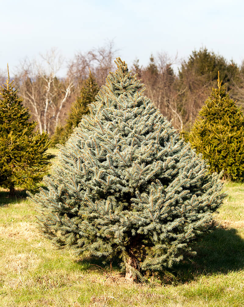 The Fraser Fir Trees, Evergreen Trees