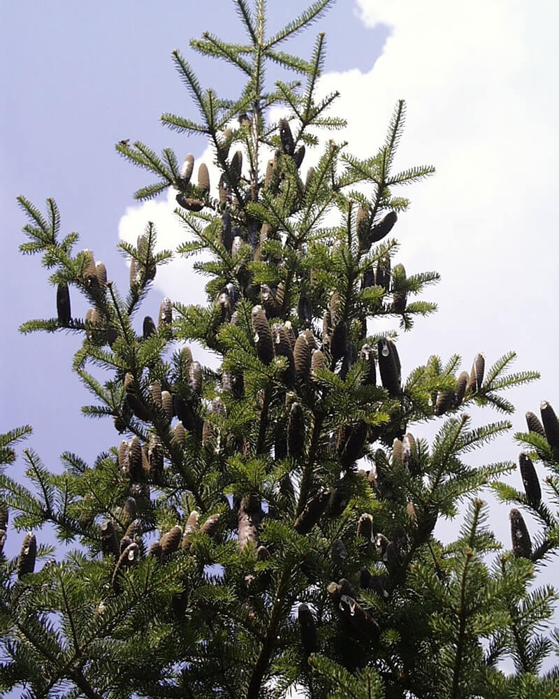 The Balsam Fir Trees Evergreen Trees