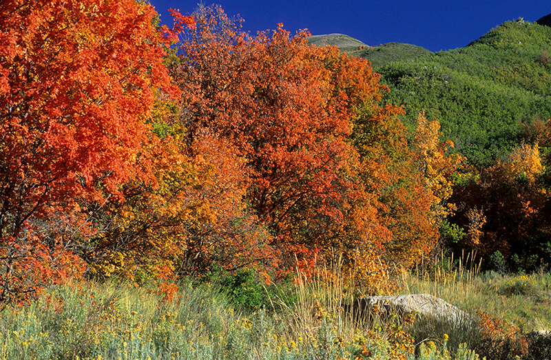 Rocky Mountain Maple