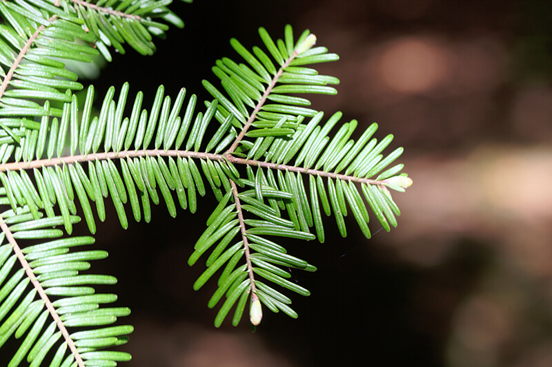 Rainforest Trees, Fir Pine Trees