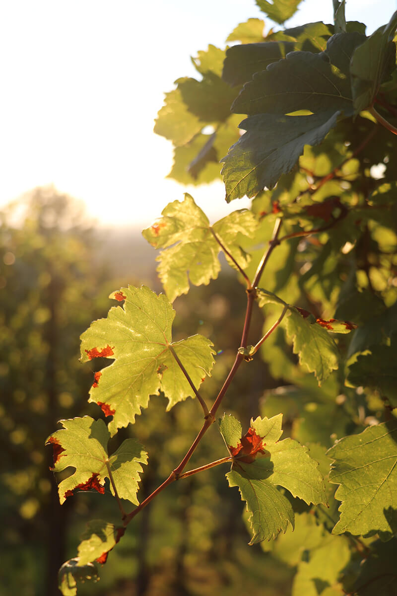 Vine Maple