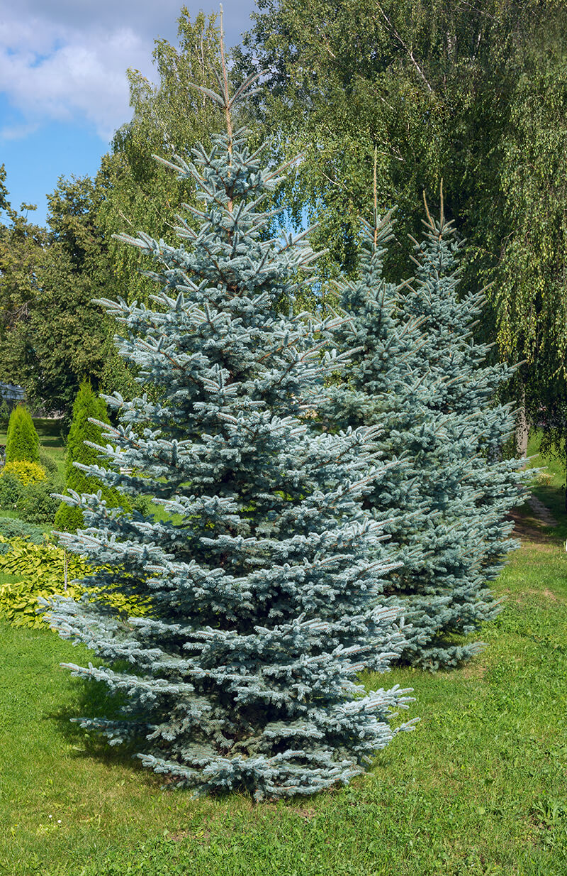 Colorado Blue Spruce