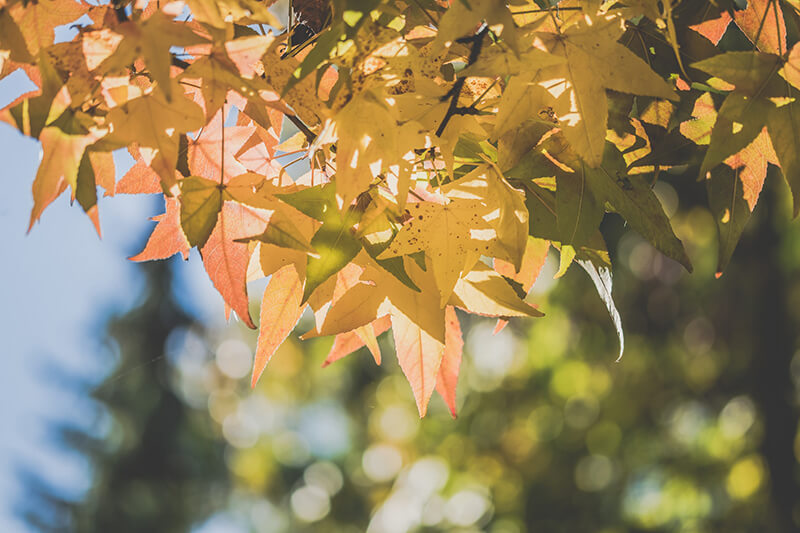 Three-Flowered Maple