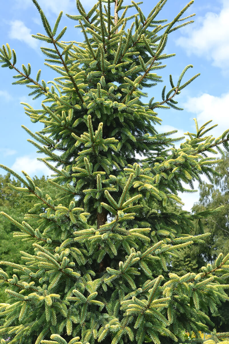 The Black Spruce from North America, Hardiness Zone