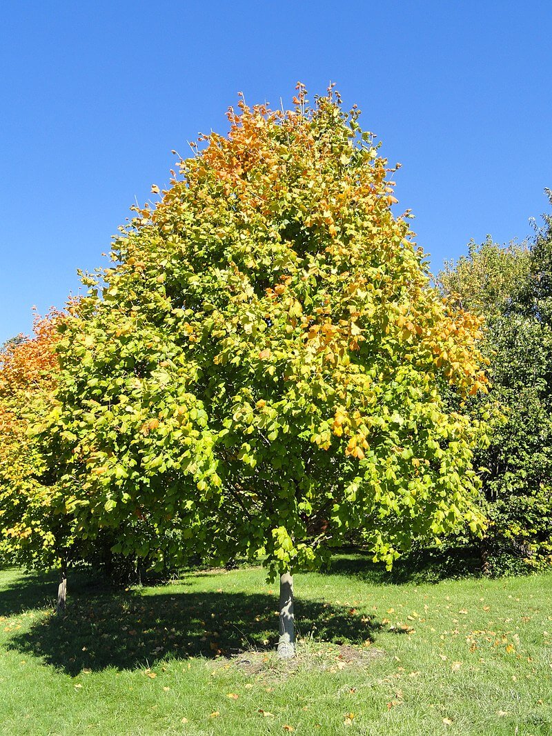 Black Maple, coral bark maple