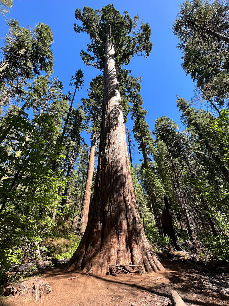 The Giant Sequoia