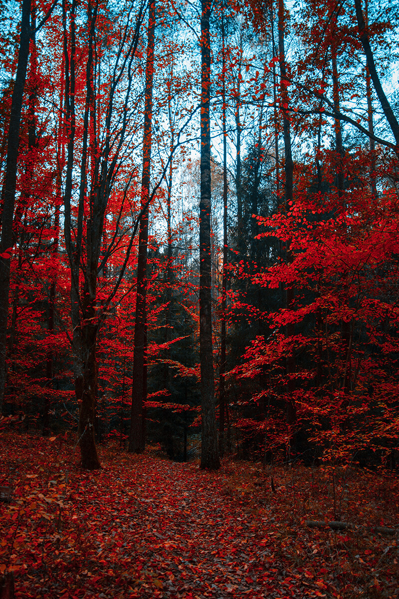 Bigtooth Maple, Coral Bark Maple