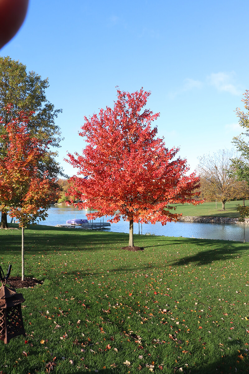 Douglas Maple, Boxelder Maple