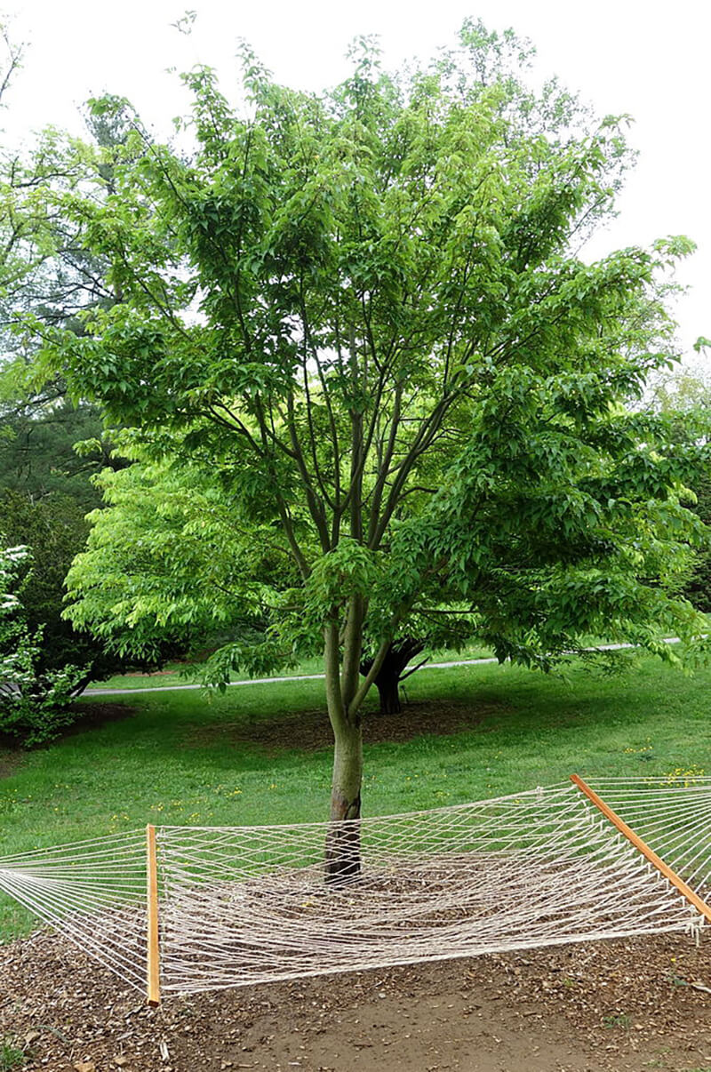 Snakebark Maple, Japanese maple