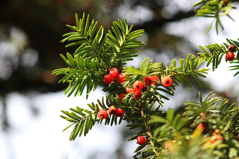 Hemlock Trees: The Pacific Yew, Evergreen Trees 1